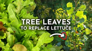 Grow Edible Tree Leaves Instead of Lettuce amp Spinach [upl. by Jentoft]