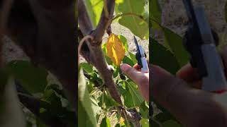 How to Prune Cherry Trees Simple Two Steps read description [upl. by Zischke]