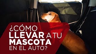 Cómo ELEGIR un TRANSPORTÍN para Perros 📐👜🐶【Medidas y Usos ✅✅】 [upl. by Attolrahc]