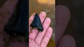 Creek washout exposes more fossilized teeth [upl. by Charleen]