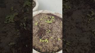 Ice plant day 8 update [upl. by Mario573]