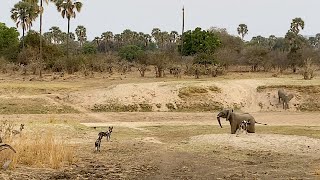 African WILD DOGS Chase ELEPHANTS [upl. by Ynitsed]