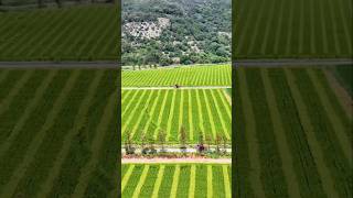 Rice Pollination Techniques For Seeds Production farming agriculture [upl. by Aenit458]