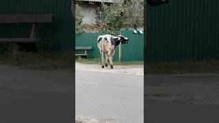 Mad Cow Attack Bitten by a Rabid Fox and Going Wild Shocking Farm Footage [upl. by Akeenat283]