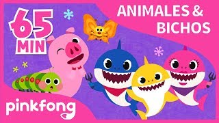 Las Mejores Canciones de Animales amp Bichos  Recopilación  Pinkfong Canciones Infantiles [upl. by Winthrop670]