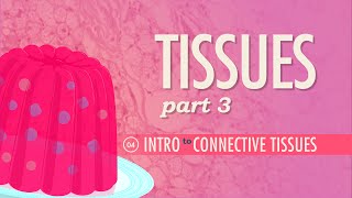 Tissues Part 3  Connective Tissues Crash Course Anatomy amp Physiology 4 [upl. by Limoli336]