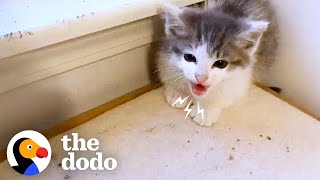 Tiny Feral Kittens Learn To Accept Love  The Dodo [upl. by Rabassa513]