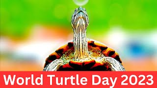 The Majestic Guardians Celebrating World Turtle Day  World Turtle Day 2023 [upl. by Us]