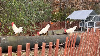 Leghorn Rooster Coop Update [upl. by Acinomal]