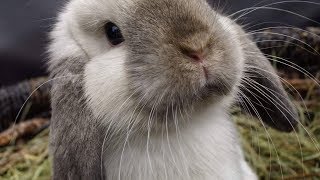 Mini Lop króliki baranki z krainy Silipili  Bunnies from SilipiliLand [upl. by Onaireves]