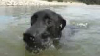 Great Dane dog playing in the Lake [upl. by Eemiaj]