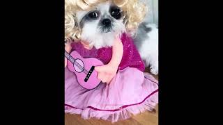 Dog dressed as Dolly Parton [upl. by Basile]