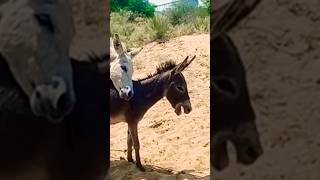 donkey reels shorts pets viral video [upl. by Anawqahs]