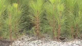 Southeast Georgia Farm Grows Seedlings For Forest Replanting [upl. by Medora]