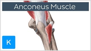 Anconeus Muscle  Origin Insertion amp Innervation  Human Anatomy  Kenhub [upl. by Assenaj280]