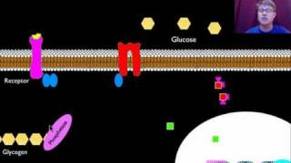 Signal Transmission and Gene Expression [upl. by Pugh]