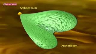 Biology  3Sec life cycle of a fern plant Polypodium [upl. by Naejarual]