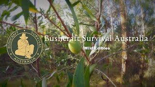 Bushcraft Survival Australia  Wild Edibles [upl. by Alissa]