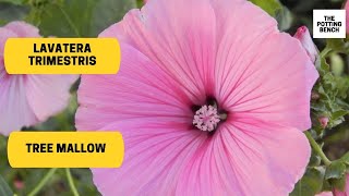 Lavatera trimestris  Rose Mallow  Tree Mallow [upl. by Besse]