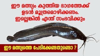 ഈ മത്സ്യം കുത്തിയാൽ ഉടൻ മൂത്രമൊഴിക്കുക ഇല്ലെങ്കിൽ എന്ത് സംഭവിക്കും  Dangerous Stinging Cat Fish [upl. by Mourant597]