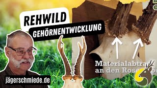 Gehörnentwicklung beim Rehwild  Sicher durch die Jagdprüfung mit deiner OnlineLernplattform [upl. by Llenehc21]