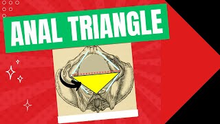 Anal triangle  Anatomy location and contents of the anal triangle [upl. by Garling]