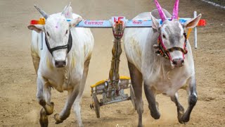 bailgada shryat Pune junnar taluka 🐂🐂 [upl. by Jethro532]