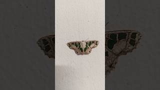 Scopula divisaria Geometridae geometer moth ngengat geometris animalshorts moths [upl. by Hgalehs862]