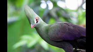 Guinea turaco green crested turaco4k videosUltra HDNatures Sweet Tales [upl. by Viking108]