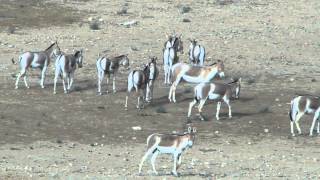 Onagers in the Negev desert near Mitpze Ramon Israel [upl. by Nedaj966]