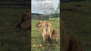 🐮PATURRITAS🐮Las Mejores Mascoticas Para todas las Fincas [upl. by Culbert]