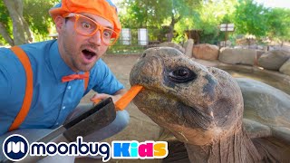 Blippi Visita un Zoológico  Vídeos Educativos  BlippiEspanol  Moonbug Kids en Español [upl. by Vasos]