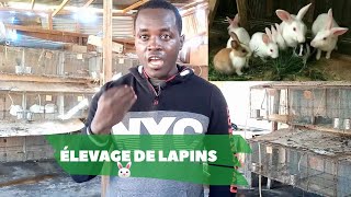 COMMENT DÉBUTER LELEVAGE DE LAPIN [upl. by Ovatsug655]