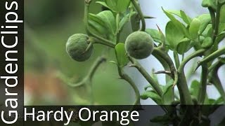 Hardy Orange  Poncirus trifoliata  An unusual hardy flowering citrus with wicked barrier thorns [upl. by Epstein582]