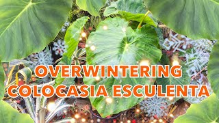 Overwintering Colocasia esculenta  Winter Care for Elephant Ears [upl. by Edwine]