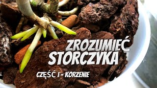 Zrozumieć STORCZYKA Część I  KORZENIE wszystko co musisz wiedzieć o korzeniach orchidei [upl. by Idid]