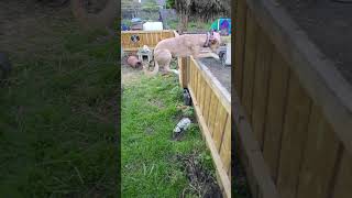 Lurcher music cover guitar song rock puppy dogsrock musicgenre doglife rockndogs [upl. by Anuait]