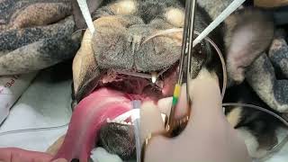 Temporary palatopexy procedure for brachycephalic obstructive airway crisis in dogs [upl. by Marys]