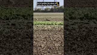 EAGLE VS DEER wildlife nature subscribe youtubeshorts shorts youtube like love youtuber [upl. by Niobe]