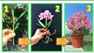 How to grow OLEANDER  NERIUM from CUTTING  easy way 💯 youtubeshorts naturediscuss [upl. by Uhsoj]