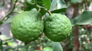 Kaffir Lime air layering propagation [upl. by Good]