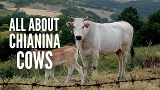 Chianina Cows – Everything You Should Know [upl. by Ydnic]