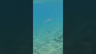 Blue striped crocodile needlefish hanging out around the coral reef [upl. by Ahsias]