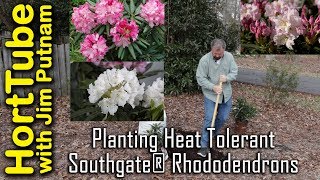 Planting Heat Tolerant Southgate® Rhododendrons [upl. by Nollahp]