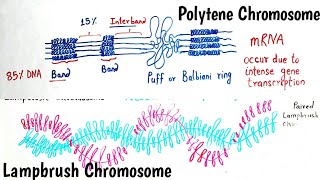 Giant Chromosomes  Polytene Chromosomes and Lampbrush Chromosomes  Giant Chromosome Hindi amp Eng [upl. by Granthem]