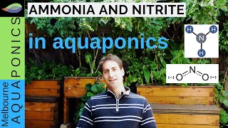 How to manage ammonia and nitrite  aquaponics water [upl. by Slavic]