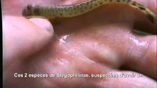 Candirus Parasites des humains en Amazonie 2 Monstres aquatiques Parasitic monsters [upl. by Vidal]