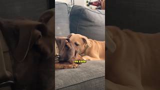 Estos perros tuvieron reacciones como las de los humanos 😂 [upl. by Idolah]