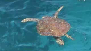 Sea Turtles At Christmas Cove St Thomas USVI [upl. by Phelgon]