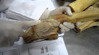 Medicina Veterinária  Anatomia  Articulação do Punho  Ligamentos [upl. by Alexis]